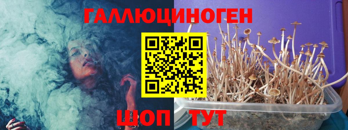 Псилоцибиновые грибы Psilocybine cubensis Домодедово